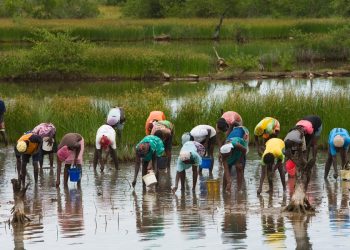 Why Sustainable Forestry Is a Good Investment