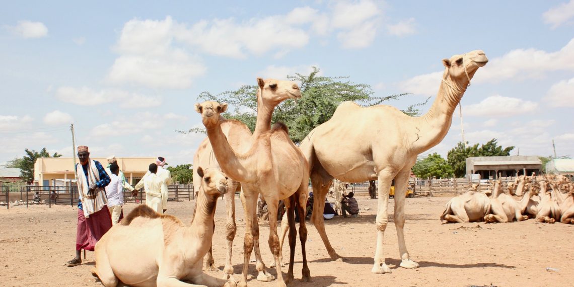 Kenyan Herders are Switching from Cattle to Camels to Adapt to Climate Change