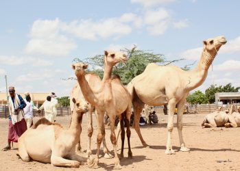 Kenyan Herders are Switching from Cattle to Camels to Adapt to Climate Change