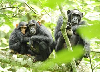 This Month in Climate Science: Primate Extinctions; Ice-free Greenland; A Dengue Explosion