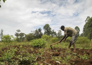 Help African farmers cope with climate change threats, UN food agency urges