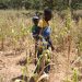UN boosts humanitarian appeal to help tackle Zimbabwe’s ‘worst-ever’ hunger crisis