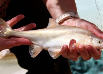 U.S. announces changes to implementing regulations of the Endangered Species Act