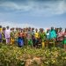 FROM THE FIELD: Green wall of opportunities grows in the Sahel