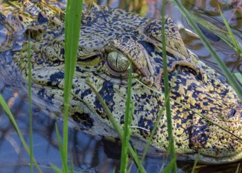 FROM THE FIELD: Argentina Preserving Pristine Forests