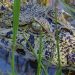 FROM THE FIELD: Argentina Preserving Pristine Forests