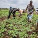 FROM THE FIELD: Malawi farmers diversify to fight climate change