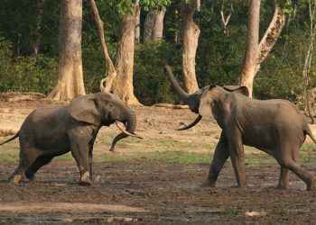 This Month in Climate Science, July 2019: Raccoon Explosions, Climate-friendly Elephants and More 100-Degree Days