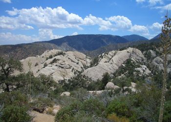 Hundreds of US Communities Are Making Climate Action Plans, but Few Include Forests