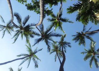 Hawaiian Electric Companies issue largest clean energy procurement to date; aim to end coal use, replace oil