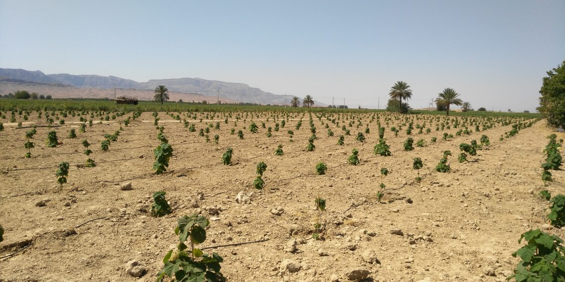 How Effective Is Land At Removing Carbon Pollution? The IPCC Weighs In