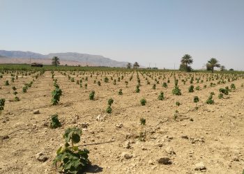 How Effective Is Land At Removing Carbon Pollution? The IPCC Weighs In