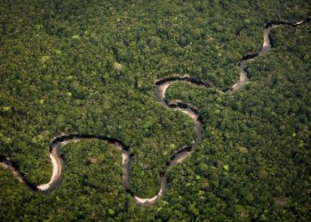 Forests in the IPCC Special Report on Land Use: 7 Things to Know