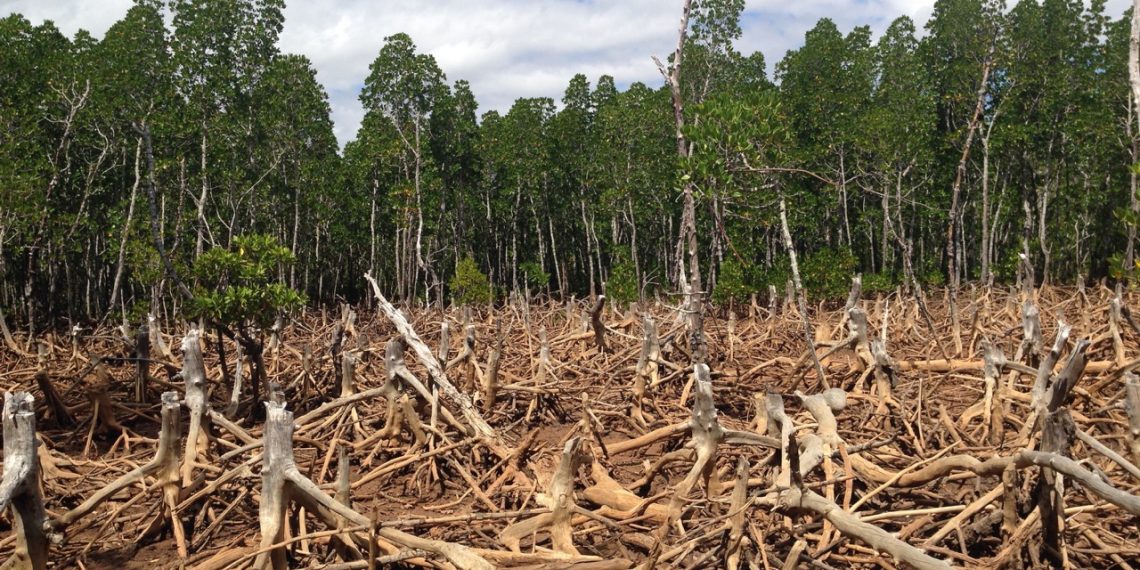 7 Things to Know About the IPCC’s Special Report on Land and Climate