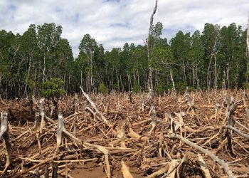 7 Things to Know About the IPCC’s Special Report on Land and Climate