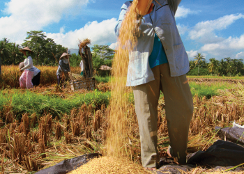 A 10-Step Plan for the World to Cut Food Loss and Waste in Half By 2030