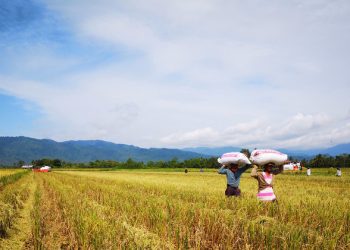 FROM THE FIELD: Balancing act for Philippines farmers
