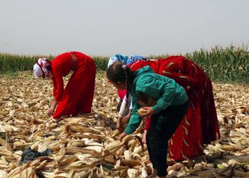 Crop yields are up in Syria, but higher prices still cause major strain: new UN report