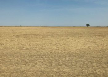 Restore land to save the planet, boost the economy, says head of UN body combating desertification