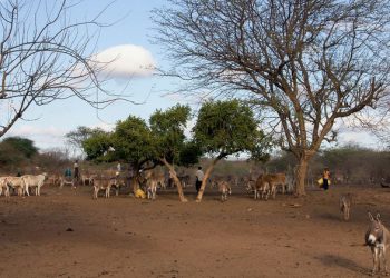 Climate crisis could see ‘collapse’ of some economies without diversification, warns UN trade chief