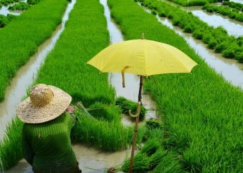 UNESCO food and culture forum dishes up fresh serving of SDGs