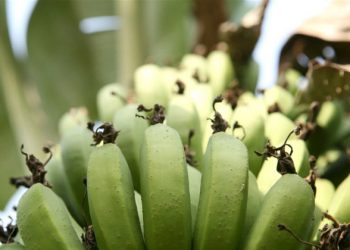 FAO plants new efforts to protect bananas under disease threat