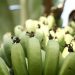 FAO plants new efforts to protect bananas under disease threat