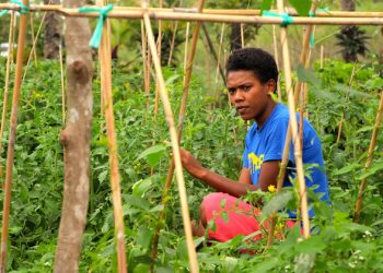 UN commits to help Pacific island agriculture adapt and survive climate crisis