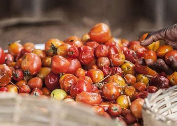 Stop the waste: UN food agencies call for action to reduce global hunger