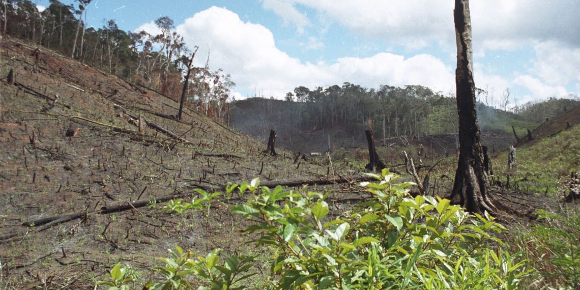 A Carbon-Neutral Land Sector by 2040? Here’s How to Get There