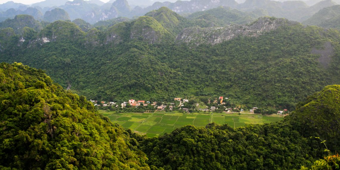 Deforestation Threatens the Mekong, but New Trees Are Growing in Surprising Places