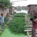 In Gorakhpur, India, Citizens Use Nature to Prevent Floods