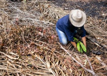 In a Small Amazonian Community, Agroforestry Takes Off
