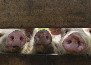 Disease slashing global meat output, cereals boom, bananas under watch: FAO