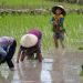 UN agency sounds alarm: Dwindling agrobiodiversity ‘severe threat’ to food security