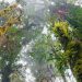 New UN forestry project bids to help countries meet climate change commitments