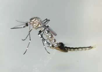 UN mosquito sterilization technology set for global testing, in battle against malaria, dengue