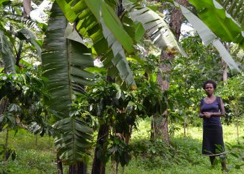 Uganda’s Coffee Farmers Show There’s No One-Size-Fits-All Solution for Climate Change Adaptation