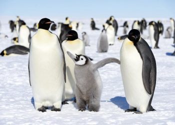 This Month in Climate Science, October and November 2019: More Ebola, Emperor Penguins Marching Toward Extinction, and Persistent Storms