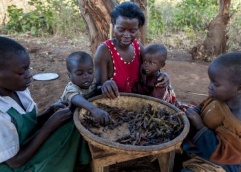 Plants, the ‘core basis for life on Earth’, under increasing threat, warns UN food agency