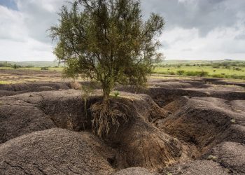 Soil erosion must be stopped ‘to save our future’, says UN agriculture agency