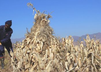 Lesotho: Tens of thousands ‘one step away from famine’ as drought impacts harvests and UN launches flash appeal