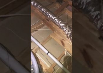 Rodents Ruin Attic Insulation