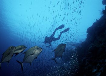 Climate Change Poses an Existential Risk to Ocean Industries. Here’s How They Can Respond.