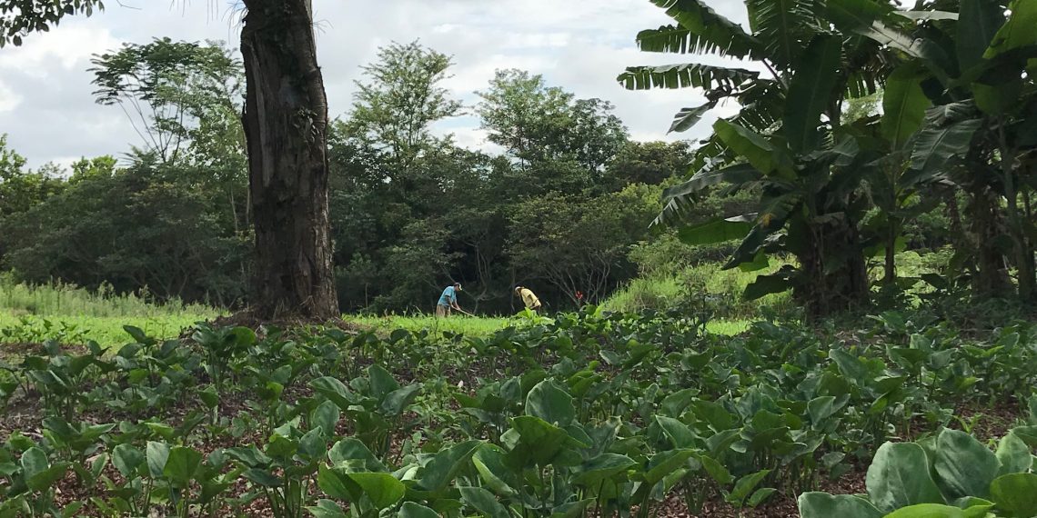 4 Ways Farmers Can Adapt to Climate Change and Generate Income