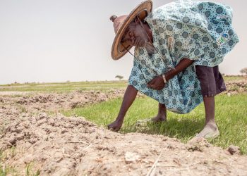 Sub-Saharan Africa faces grave hunger challenges in 2020: UN food relief agency