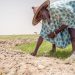 Sub-Saharan Africa faces grave hunger challenges in 2020: UN food relief agency