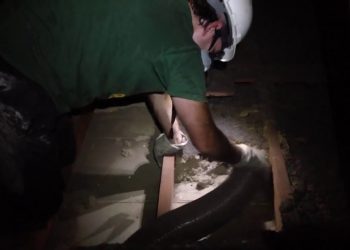 removing attic insulation