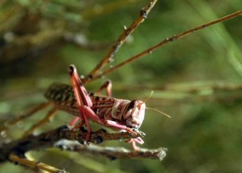 East Africa locusts threaten food insecurity across subregion, alerts UN agriculture agency