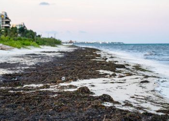 FROM THE FIELD: Weeding out Mexico’s unwanted beach invader